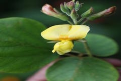 Atylosia rugosa